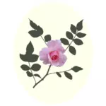 Vaaleanpunainen ruusuvektorikuva