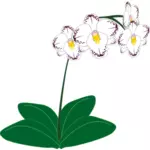 Image of a white orchid plant