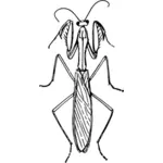 Praying mantis illustration