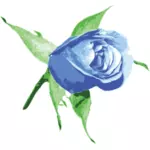 Blue rose vector image