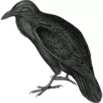 矢量图像的暗彩色乌鸦在单调