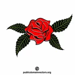 Červená růže květina rostlina
