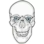 Graphiques vectoriels de crâne humain numérisé