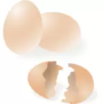 Trasiga och hela ägg skal vektorritning