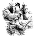 Ayam dan ayam