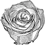 Vector freehand drawing of rose