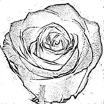 Image vectorielle fleur rose