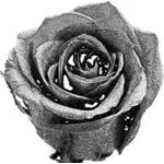 Image de rétro rose