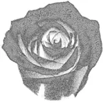 Vector image of duotone grey rose