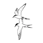 القطب الشمالي Terns المتجه صورة