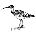 Ilustracja wektorowa ptak
