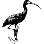 Zwarte Ibis vector illustraties