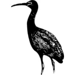 glossy ibis bird vector image
