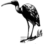 Ibis on shoreline vector illustration