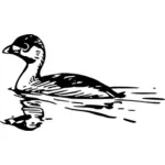 Pied-billed grebe vector image