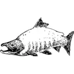 Imagem vetorial de salmão-vermelho