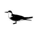 Sooty Tern vector