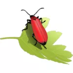 Escarabajo cardenal