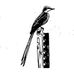 Image of scissor-tailed flycatcher