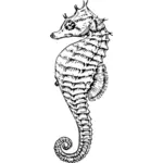 Cheval de mer Vector image