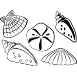 Ilustração do vetor de conchas do mar