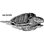 Afbeelding van de zeeschildpad
