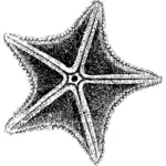 Морская звезда Рисование