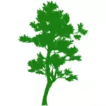 صورة ظلية شجرة طويل القامة