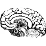 Diagramme de cerveau