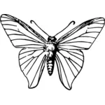 Motyl owad