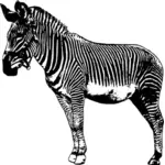 Standing zebra vector image