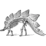 Stegosaurus 해골 벡터 이미지