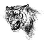 Tigru pe cap vector imagine