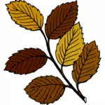 Autumn leaves on branch vector image