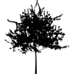 Răspândirea copac silueta vector imagine