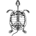 Turtle skeleton vector graphics