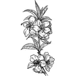 Dibujo vectorial de flor almendra