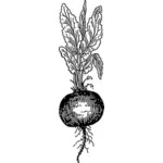 Beetroot with its leaves vector clip art