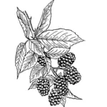 Blackberries on branch vector clip art