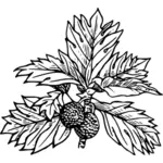 Fruta-pão com sua folhas vetor clip art