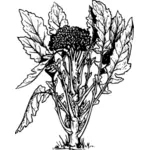 Brokkoli mit seiner Blätter-Vektor-ClipArt