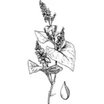 Grano saraceno amaro con le sue foglie vector ClipArt