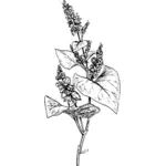 Trigo sarraceno com sua folhas vetor clip art