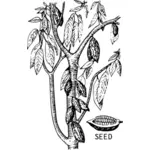 Kakao Pflanze mit ihren Blättern und Samen Vektor-ClipArt