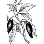 Paprika mit seiner Blätter-Vektor-ClipArts