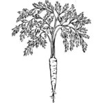 Carrot with its leaves vector clip art