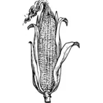 Початок кукурузы векторные иллюстрации