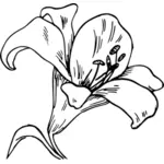 Lily flor vector de la imagen