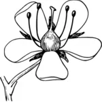 Corola flor vector de la imagen