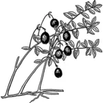 Cranberry with its leaves vector clip art